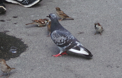 Columba livia domestica