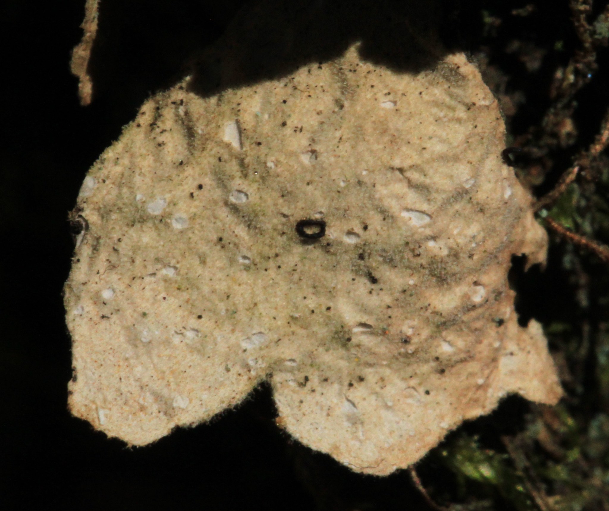 Lobariaceae image