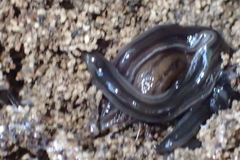 Endeavouria septemlineata