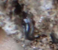 Endeavouria septemlineata