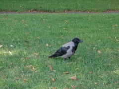 Corvus cornix