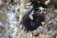 Endeavouria septemlineata