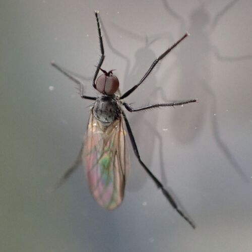 Empis prodromus