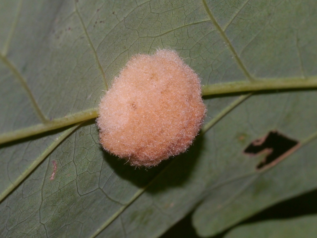 Andricus quercusflocci