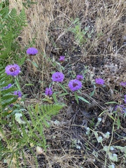 Monardella breweri lanceolata