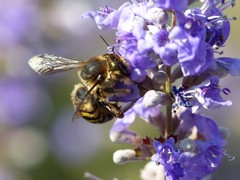 Anthidium