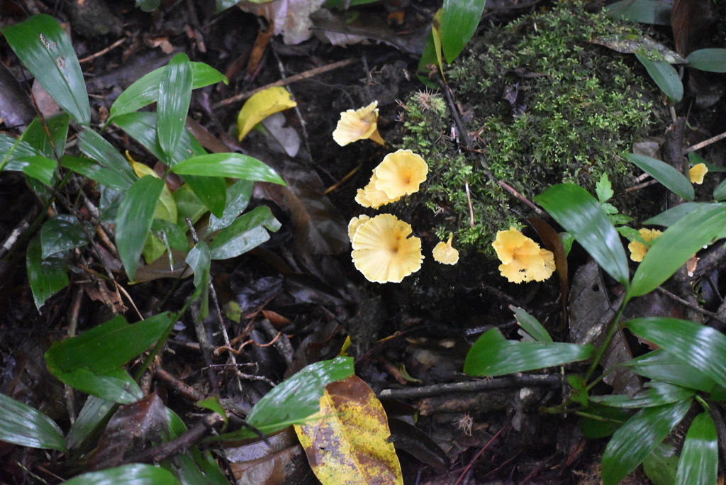 Cotylidia aurantiaca · March 2024 · photo: © vero1304 (iNaturalist, cc-by)