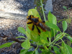 Pogonosoma maroccanum