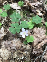 Oxalis