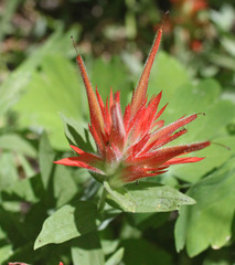 Castilleja miniata oblongifolia