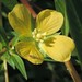 Mexican Primrose-Willow - Photo (c) Bryan, some rights reserved (CC BY-NC), uploaded by Bryan
