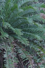 Encephalartos altensteinii
