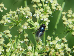 Protophormia terraenovae