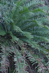 Encephalartos altensteinii
