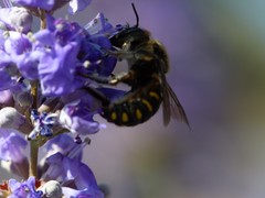 Anthidium