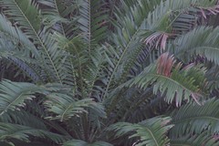 Encephalartos altensteinii