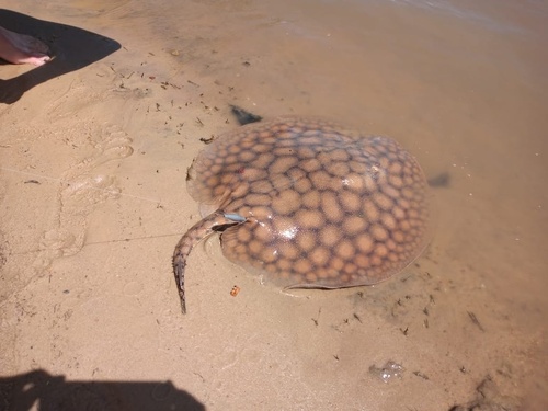 Shorttail river stingray (Potamotrygon brachyura) — Potamotrygonidae — 3