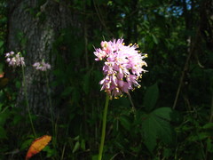 Allium cernuum