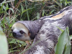 Bradypus tridactylus