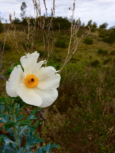 Argemone glauca