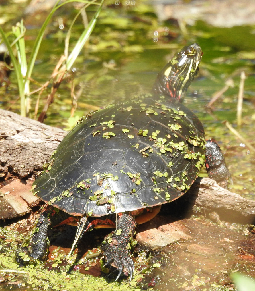 Midland Painted Turtle (Casa Tortuga) · iNaturalist