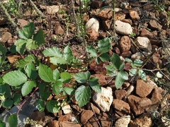Rubus procerus