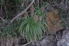 Aloe pluridens