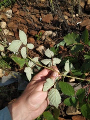 Rubus procerus