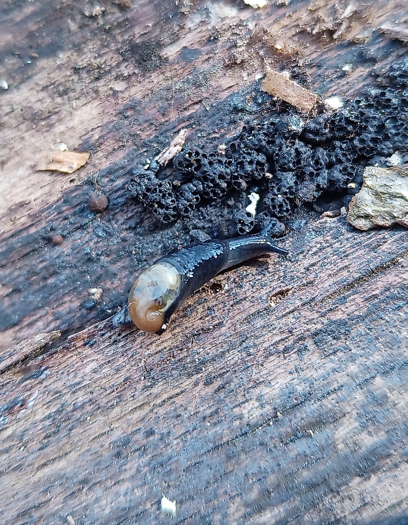 Mountain Glass Snail