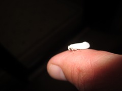 Tegeticula yuccasella