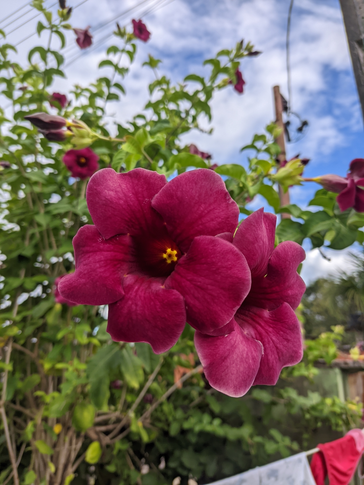Allamanda blanchetii