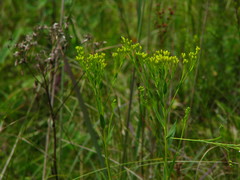 Solidago ohioensis