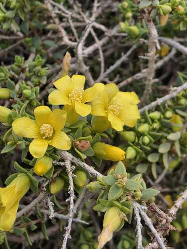 Egyptian St John's wort