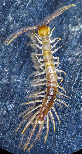 Garden Lithobius photo 3