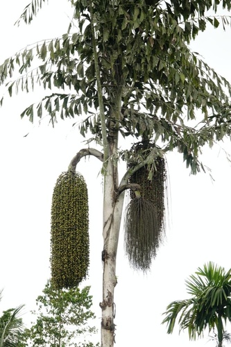 Caryota rumphiana observed 2025-03-23