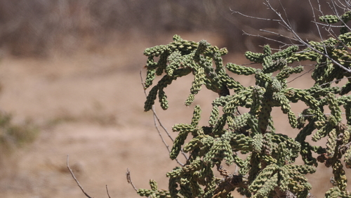 Cylindropuntia cholla (Cylindropuntia cholla)