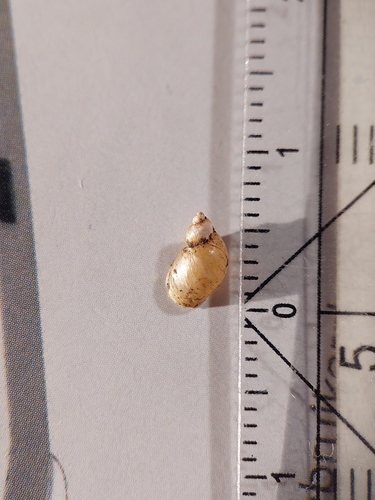 Small Amber Snail, Oost, Utrecht, Nederland, photo 9 of 10