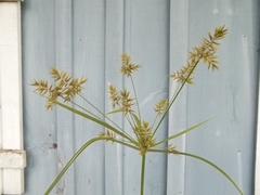 Cyperus microiria