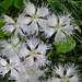 Dianthus monspessulanus - Photo 由 c michael hogan 所上傳的 (c) c michael hogan，保留部份權利CC BY-NC