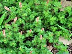 Acalypha radians