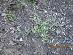 Heliotropium suaveolens