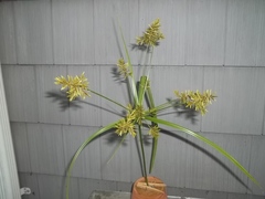 Cyperus microiria