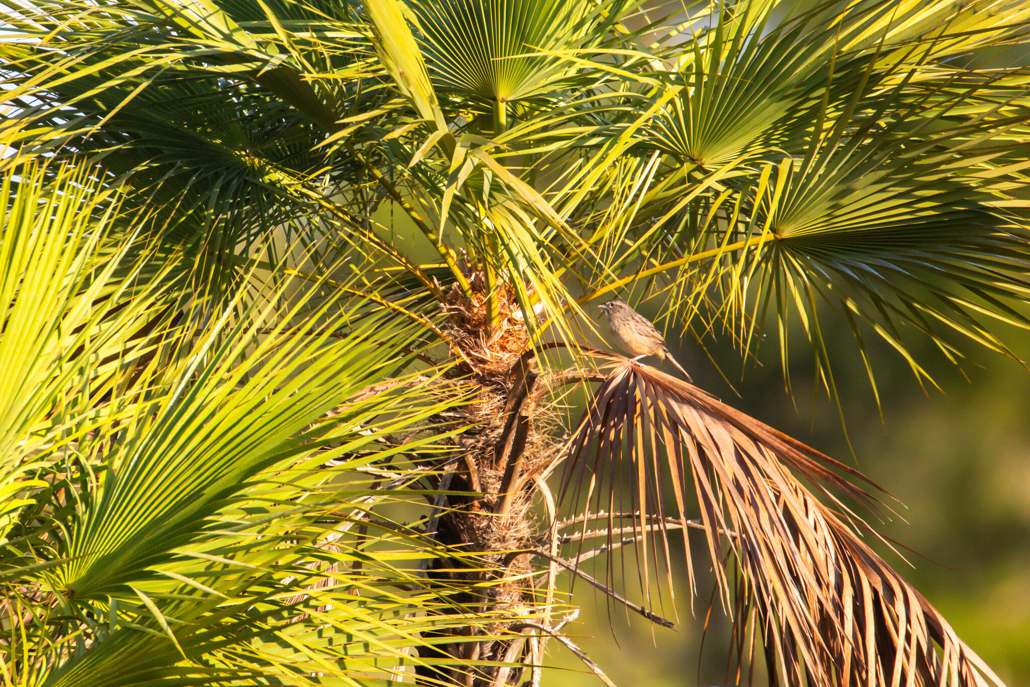 Botteri's Sparrow (Peucaea botterii), photo 2