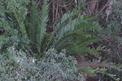 Encephalartos altensteinii