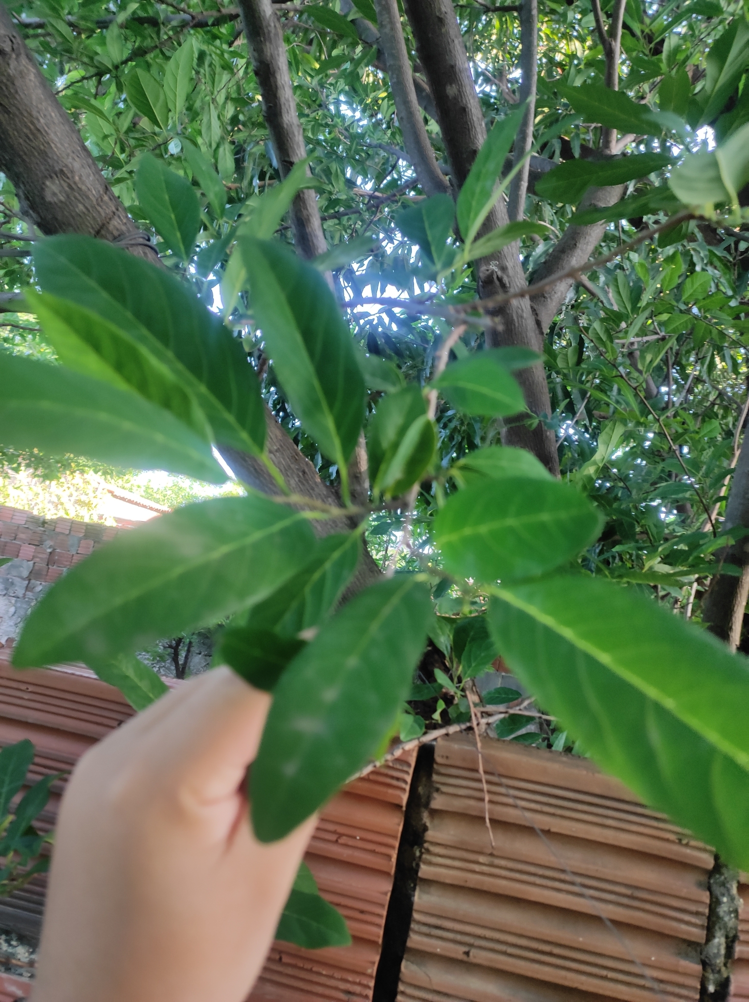 Annona squamosa