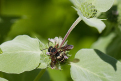 Epeolus bifasciatus