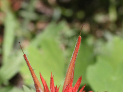 Castilleja miniata oblongifolia