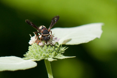 Epeolus bifasciatus