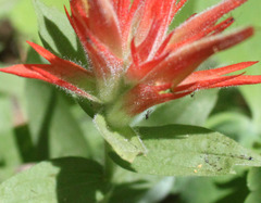 Castilleja miniata oblongifolia