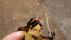 Pseudomops septentrionalis